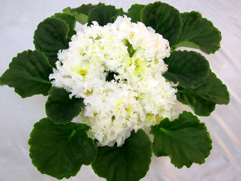 РС-Золотые Кружева, колл.Л.Галицкая.JPG