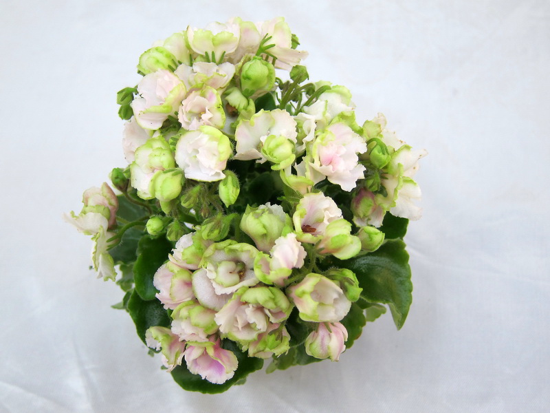Celtic Rose (P.SoranoLLG), колл.Н.Старостенко.JPG