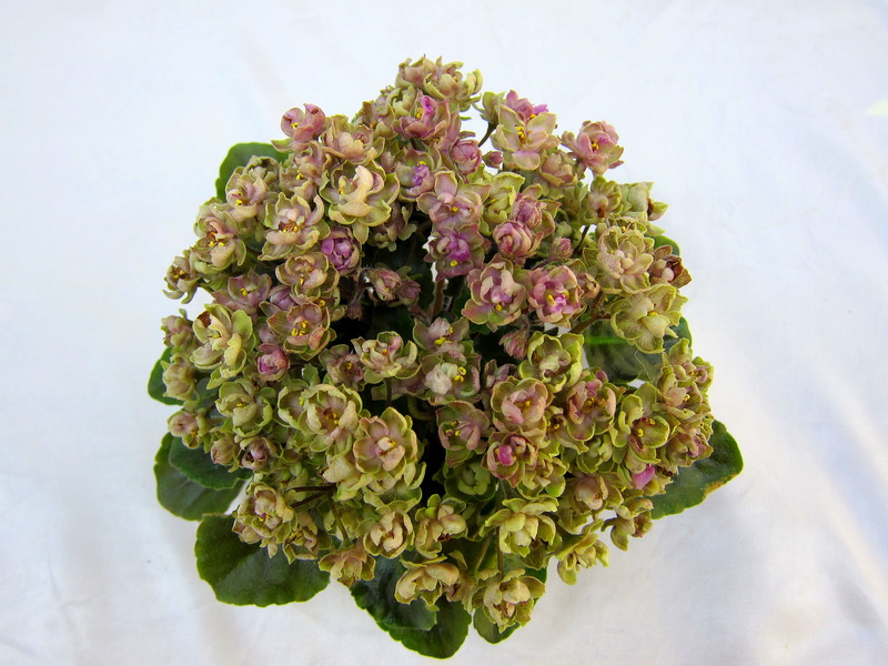 Morgan's Chutney Popcorn (С.Eros), колл.Н.Старостенко.JPG