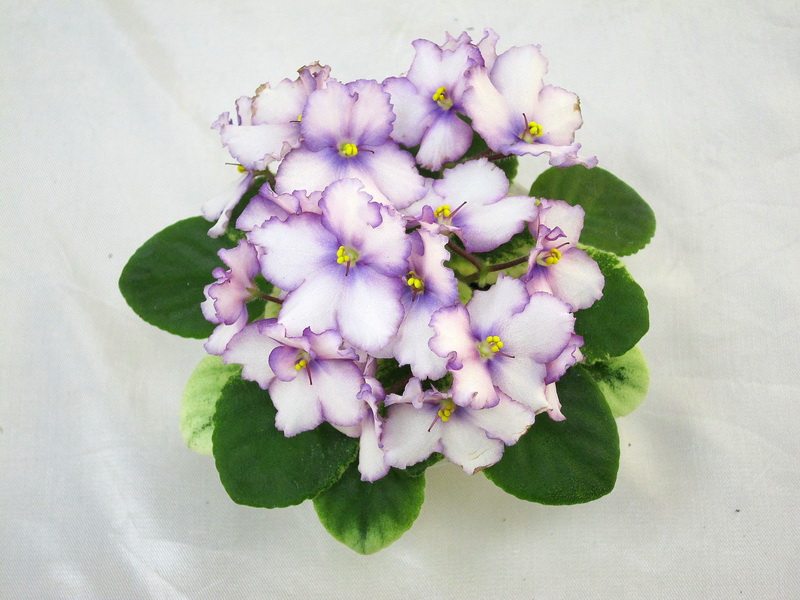 ЛЕ-Лунная Радуга (Е.Лебецкая), колл.Е.Лебецкая.JPG