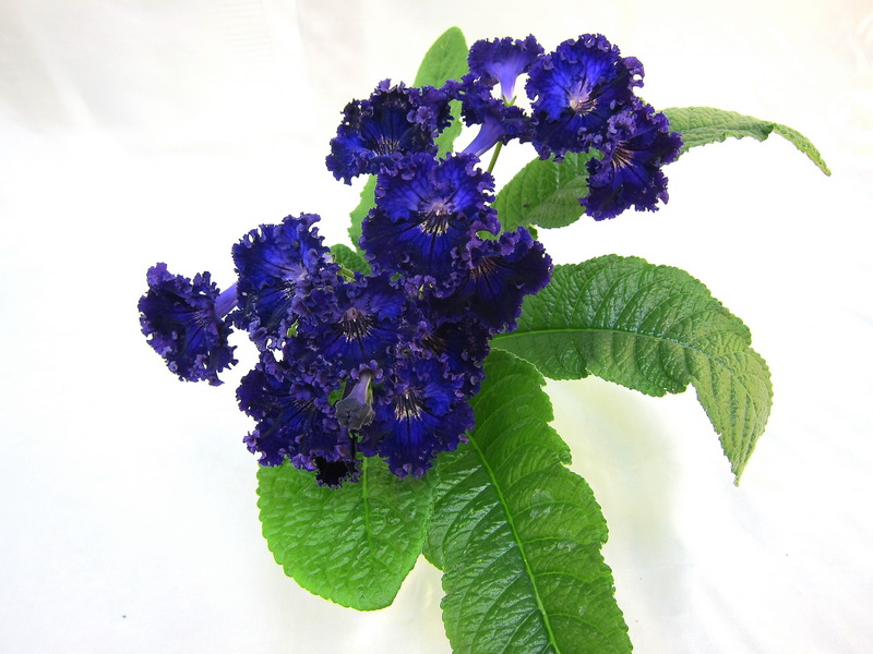 DS-Рюшелье (Dimetris), колл.М.Фёдорова.JPG
