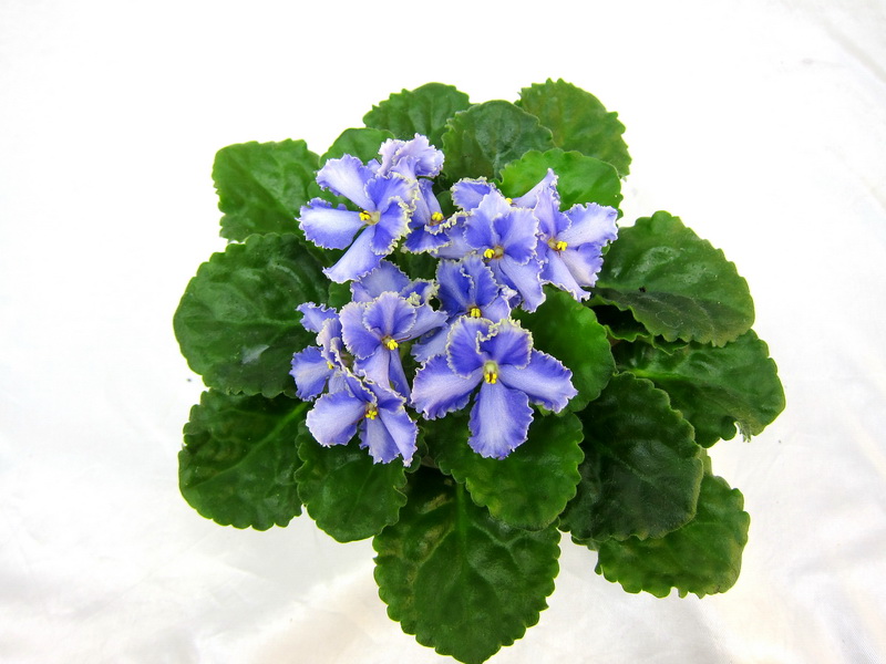 Optimara EverGrace (R. Holtkamp) — спорт, колл.Е.Лебецкая.JPG