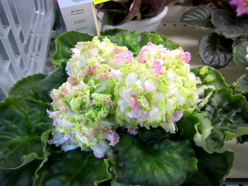 Галицкая ЛЕ-Денди.JPG