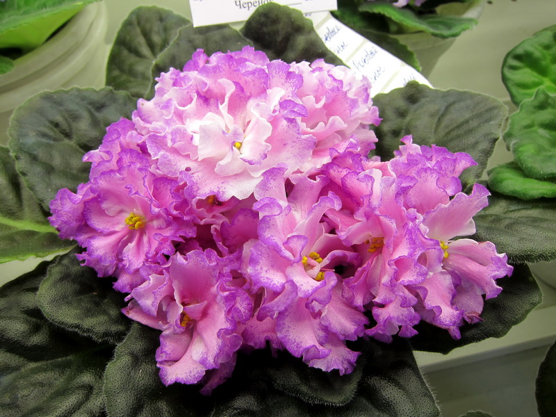 Лебецкая ЛЕ-Розовые Сны.JPG