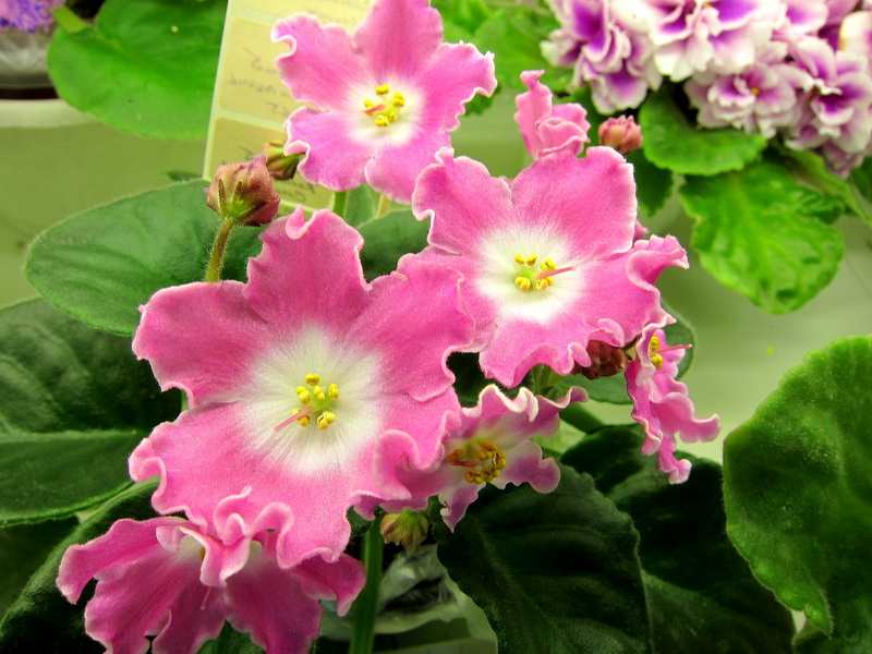 Плессер DS-Сияющий Колокольчик Pink.JPG