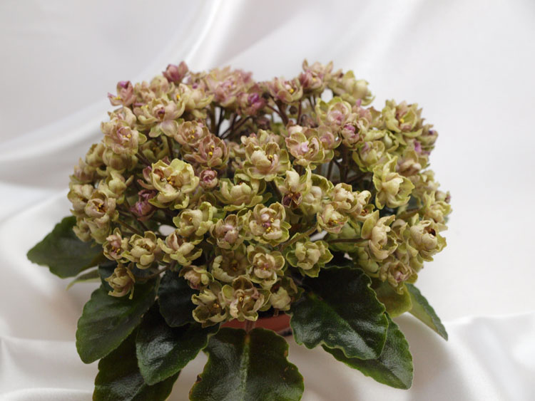 Morgan's Chutney Popcorn (C.Eros).jpg