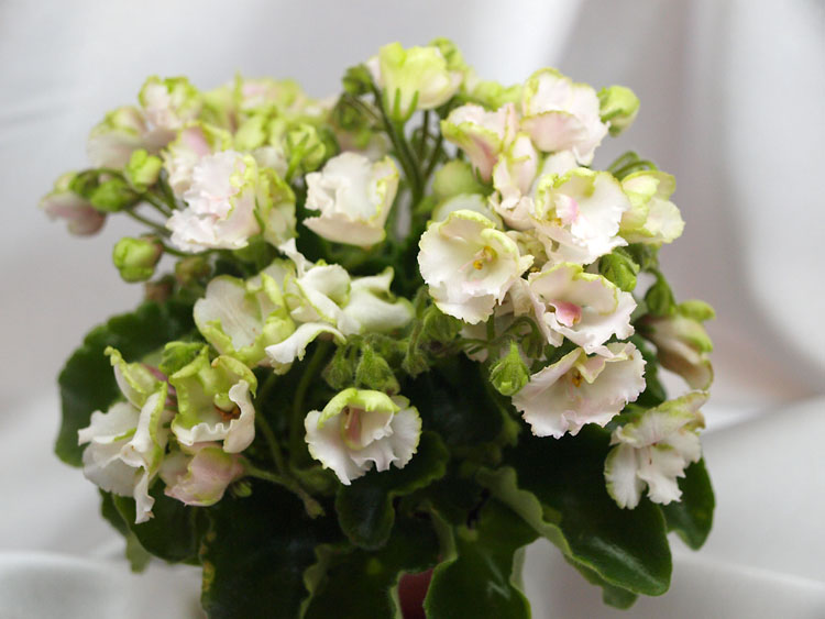 Celtic Rose White_2.jpg