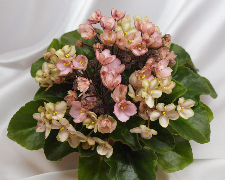 Emerald Pink.jpg