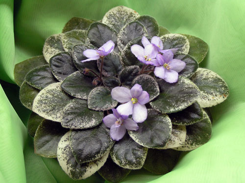 Blue-Simphonette.jpg