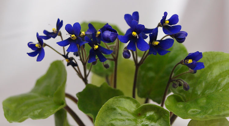S. Orbicularis var. purpurea.jpg