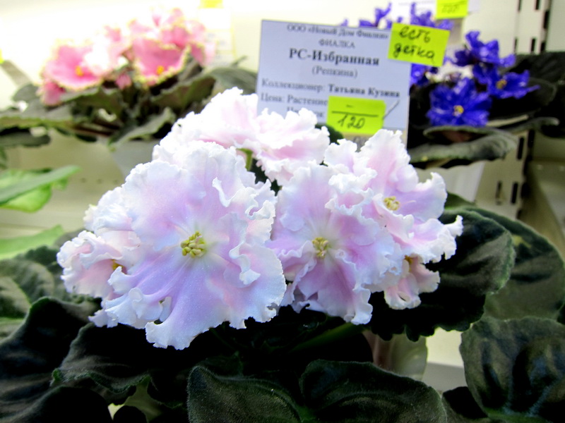 Кузина РС-Избранная.JPG