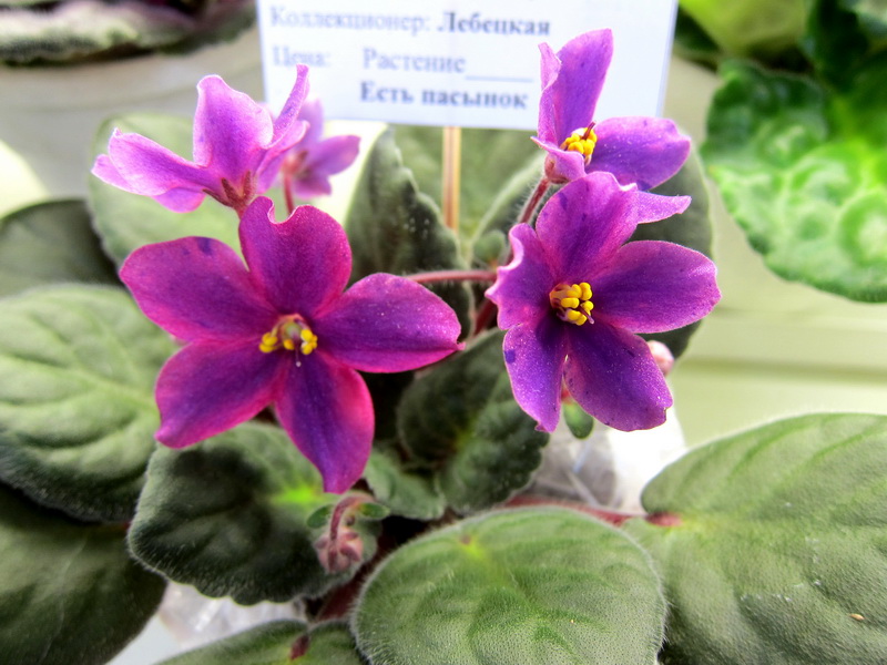 Лебецкая химера Ma's Fleur de Lis.JPG