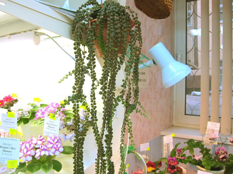 Колумнея Microphylla.JPG