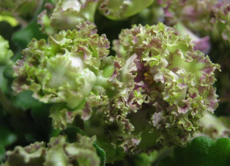 Данилина Allegro Pink Pistachio.JPG