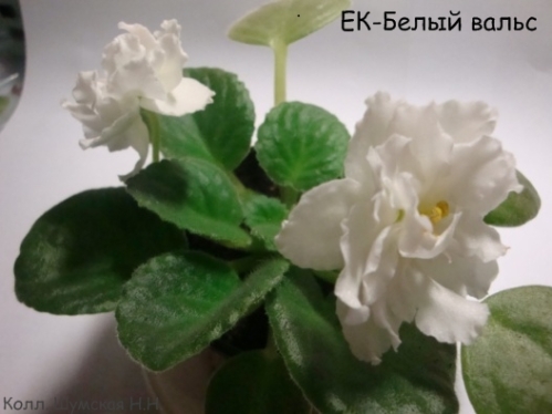 ЕК- Бел вальс.jpg