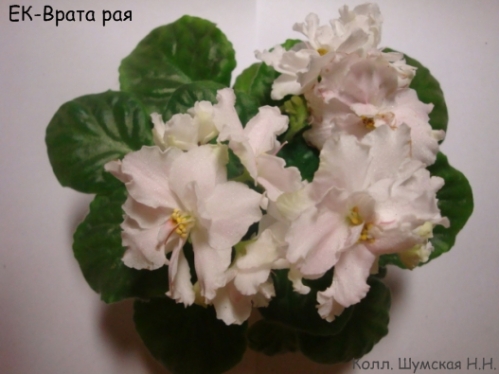 ЕК-Врата р.jpg