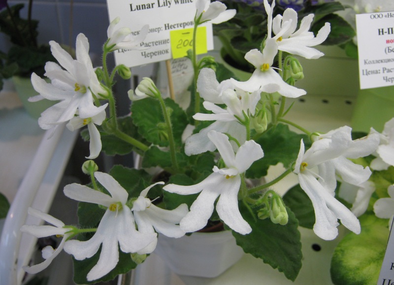 Нестерова Lunar Lily white...JPG