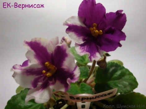 ЕК-Вернисаж 1.jpg
