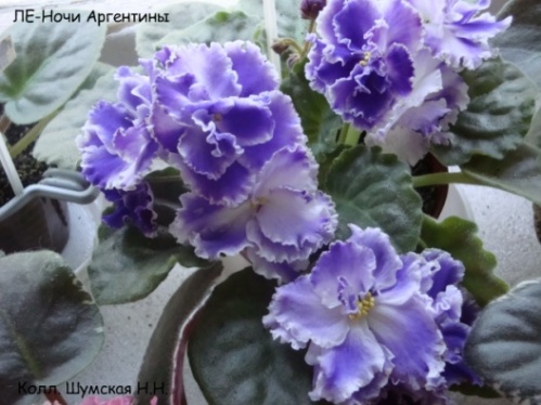 ЛЕ-Ночи А.jpg