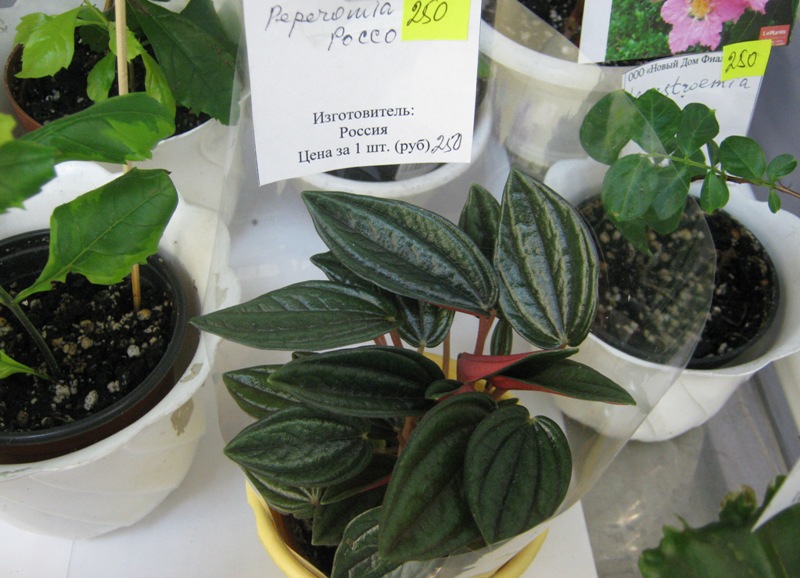 Денисенкова 03.JPG