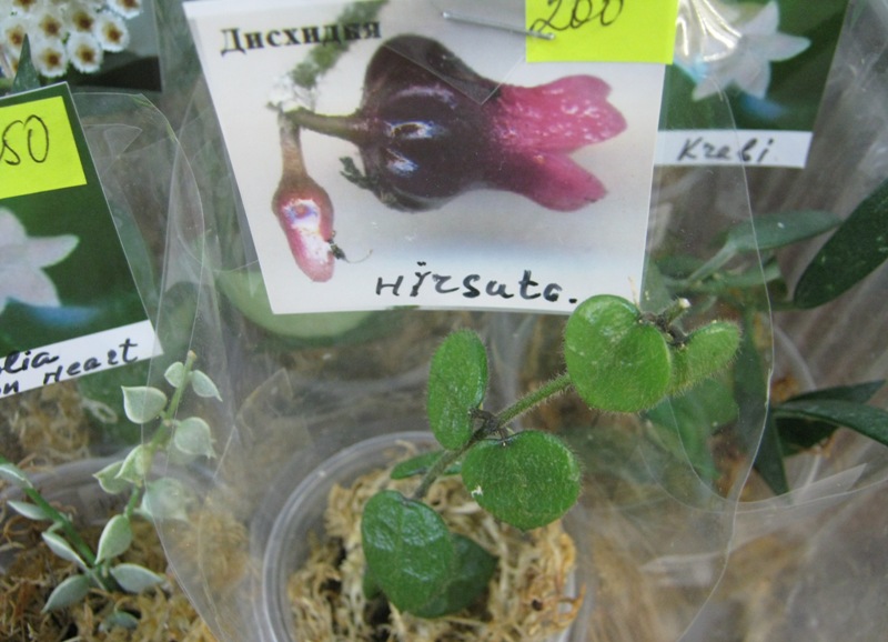 Денисенкова 7.JPG