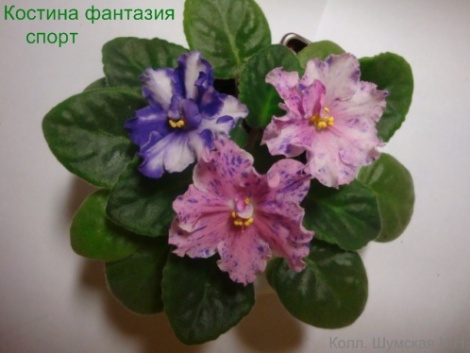 Кост фант.jpg