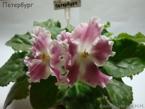 Петерб.jpg