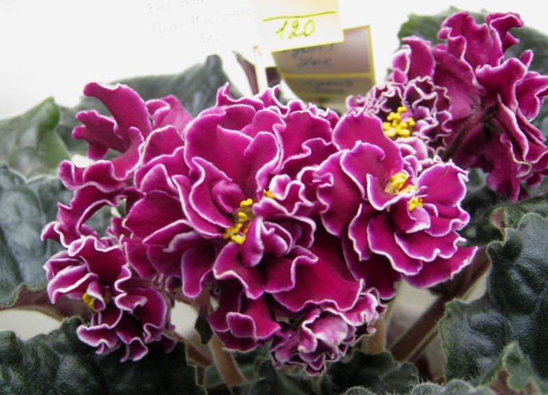 Кузина Lyon's Zoe.JPG