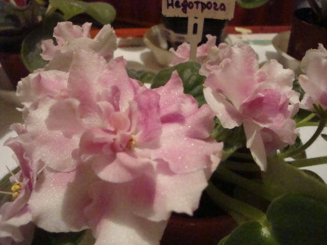 Недотрога.jpg