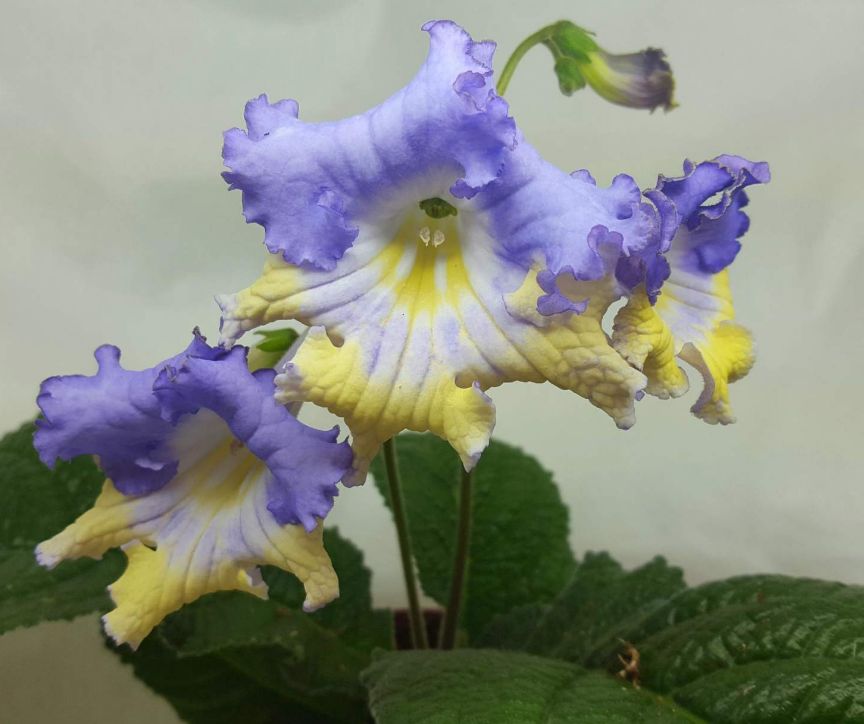 image14.jpg