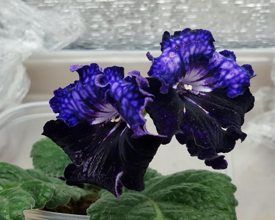 image21.jpg