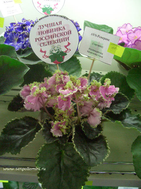 AVS-Реверанс-Кочеткова.jpg