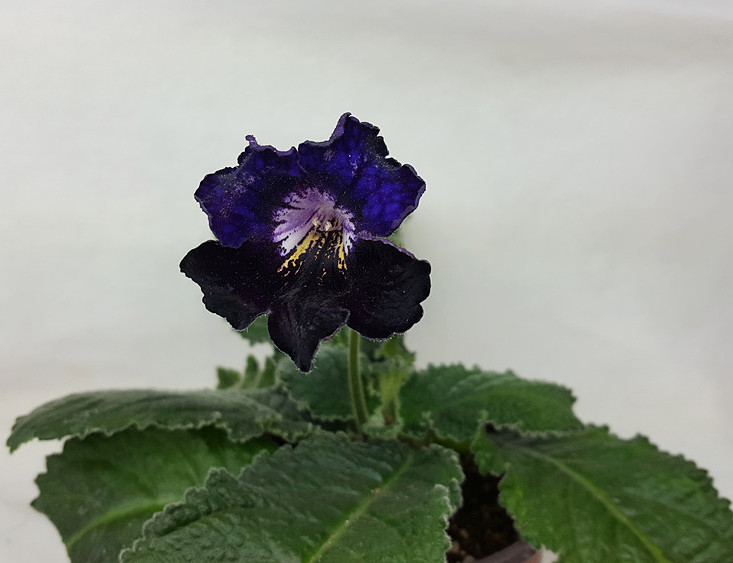 20170515_201241.jpg