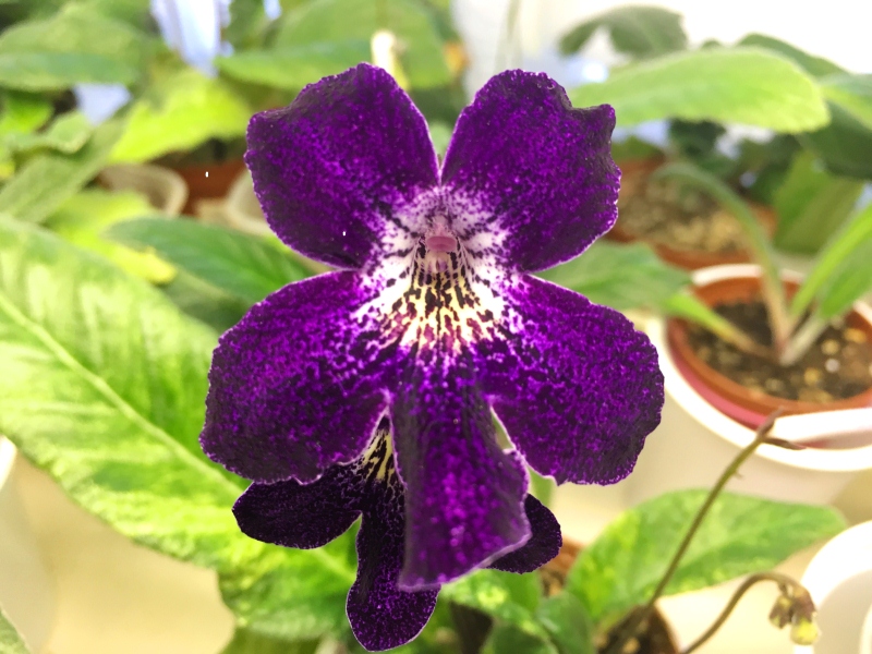 Dale's Polar sapphire (D. Martens)