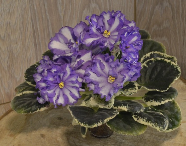 Blue Triumph	(LLG)