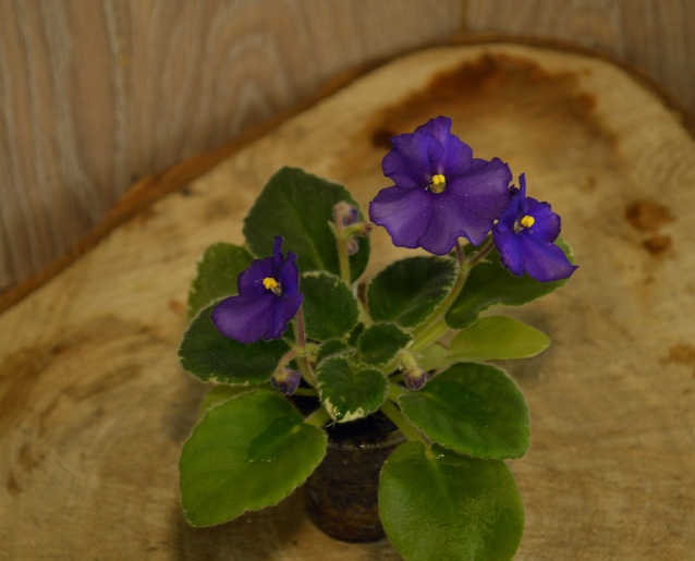 Calueiss studmuffis