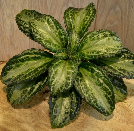 Patina	(P.Shalit )