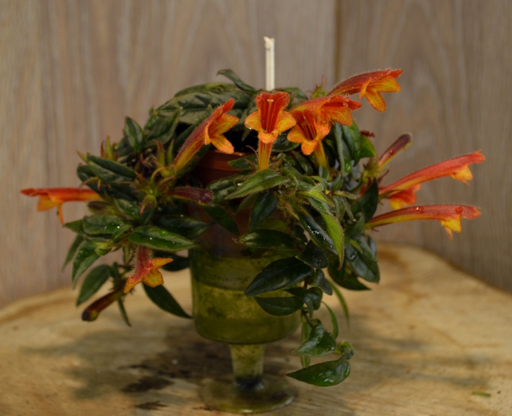 Coltrichanantha -Midget