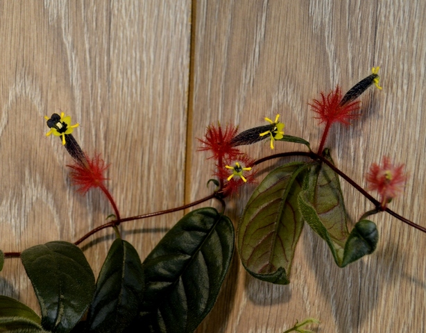 Teuschery(Tricnatha)	species