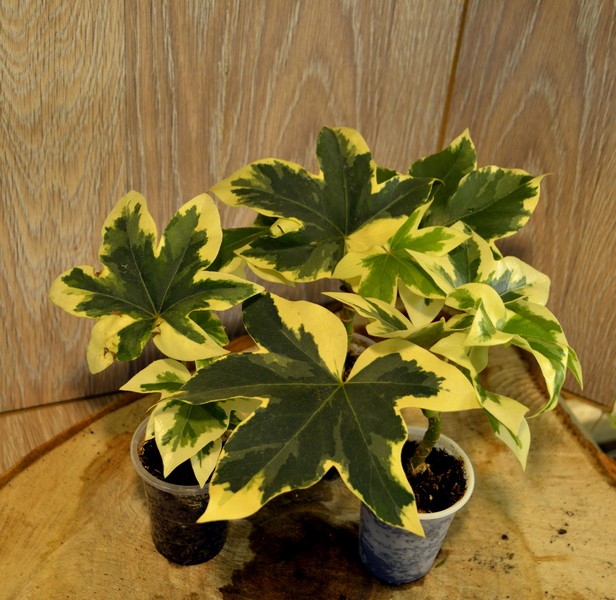 × Fatshedera lizei 'Variegata'