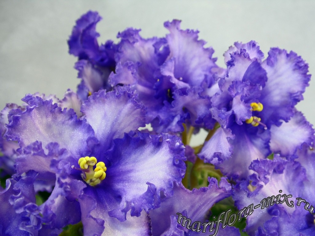 SAM_4138 KZ-Алматиночка.jpg