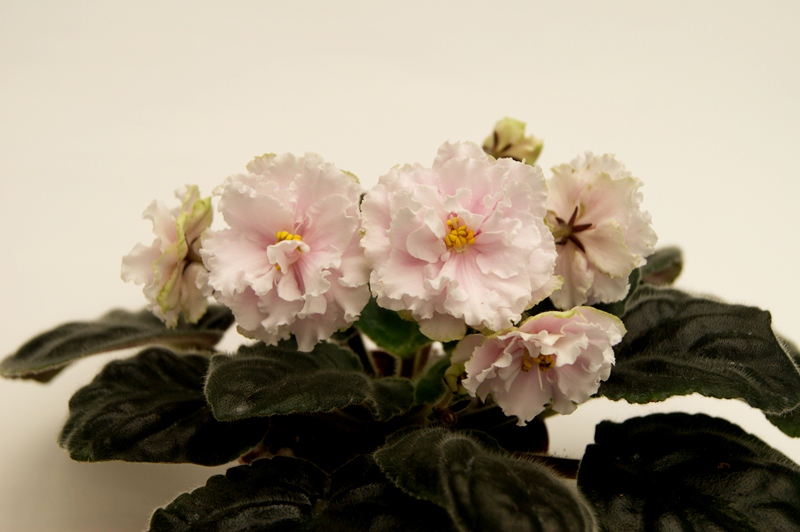 ЕК-Шармель