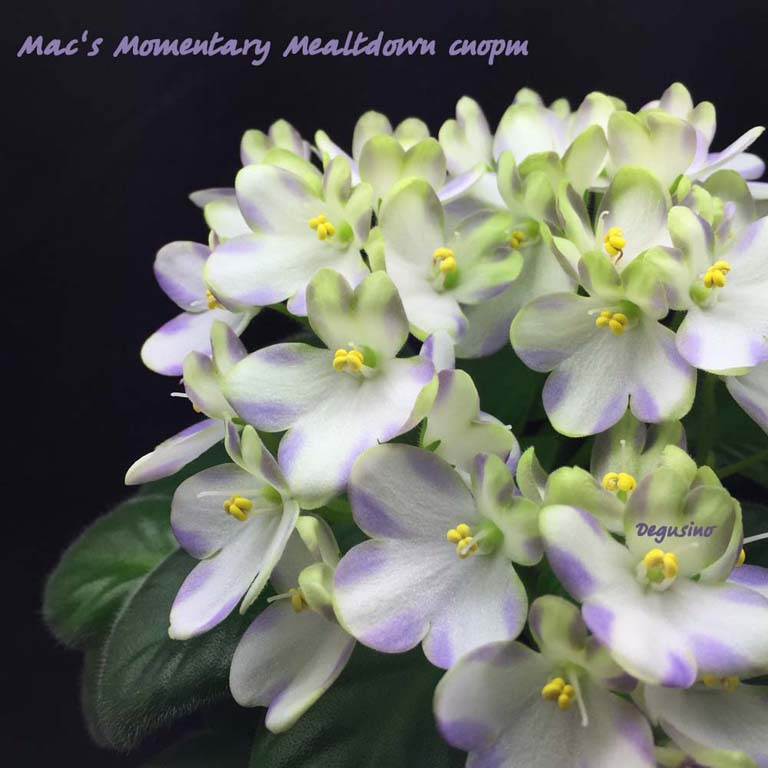 Mac's Momentary Mealtdown спорт 6.jpg