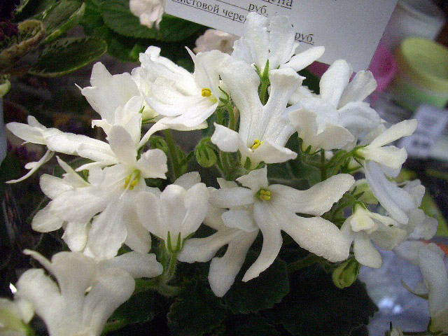 Lunar Lily White С.Патрушева.JPG