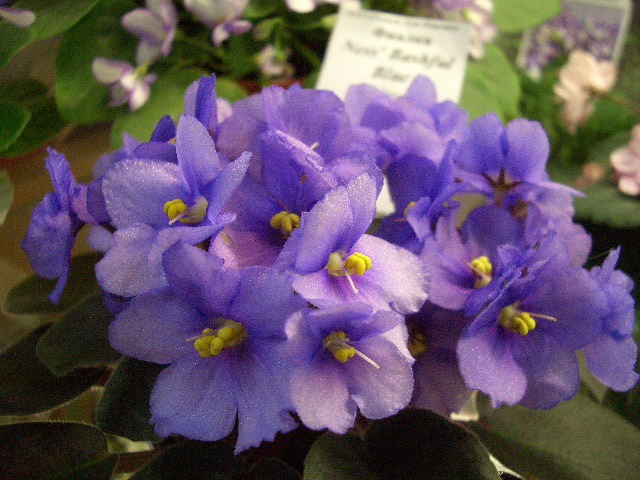 Ness' Bashful Blue О.Стуленкова.JPG