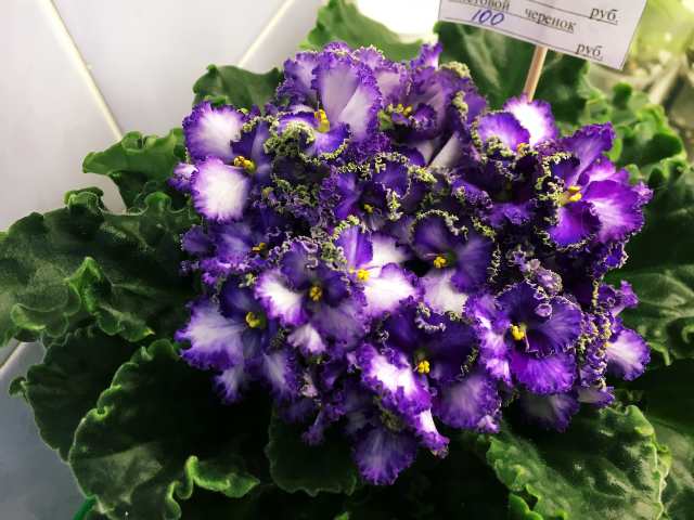 486#001.jpg