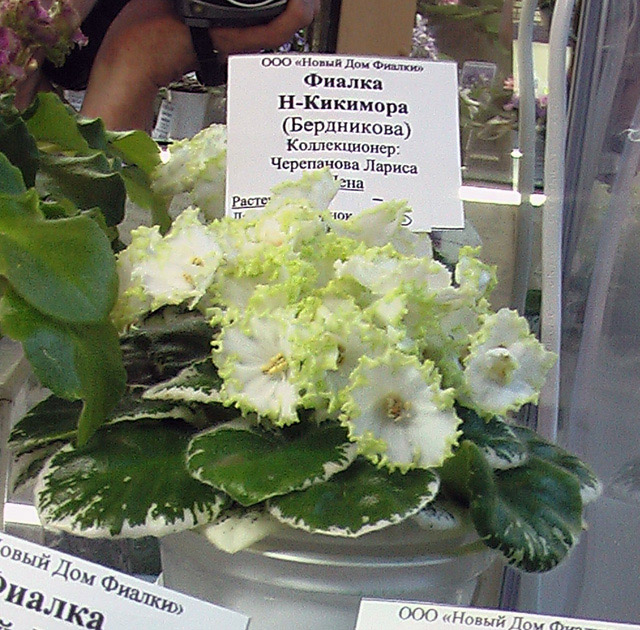 IMGA0309.JPG