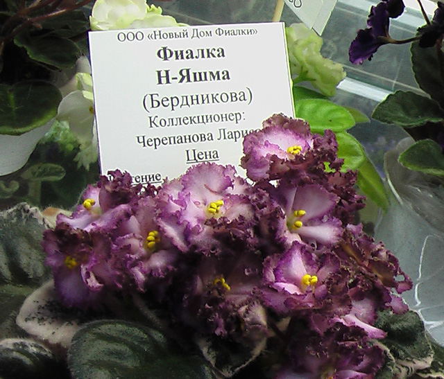 IMGA0327.JPG