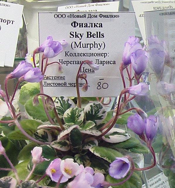 IMGA0328.JPG