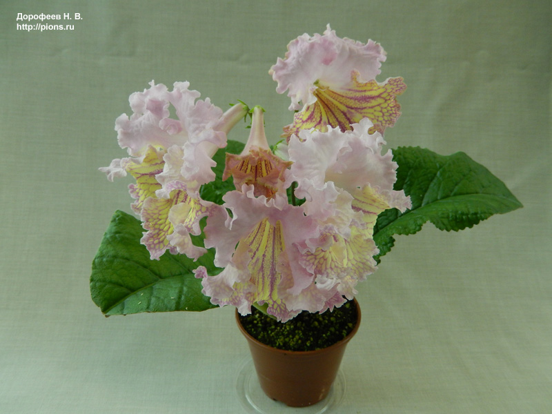 Vanda